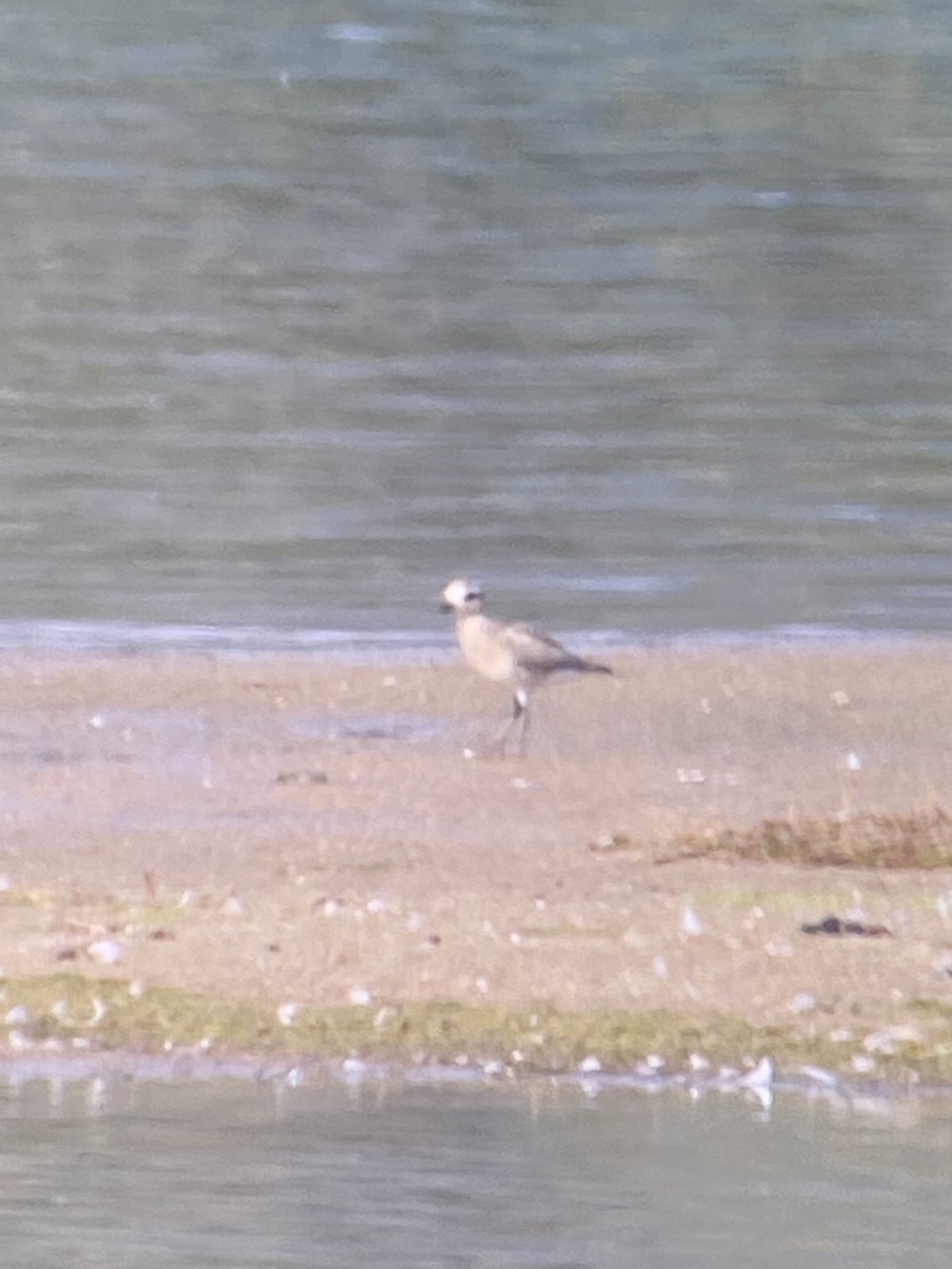 American Golden-Plover - ML366559321