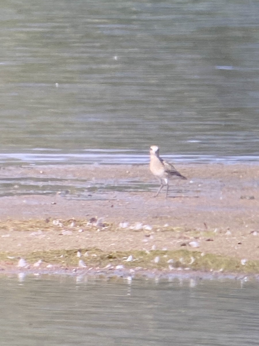 American Golden-Plover - ML366559351