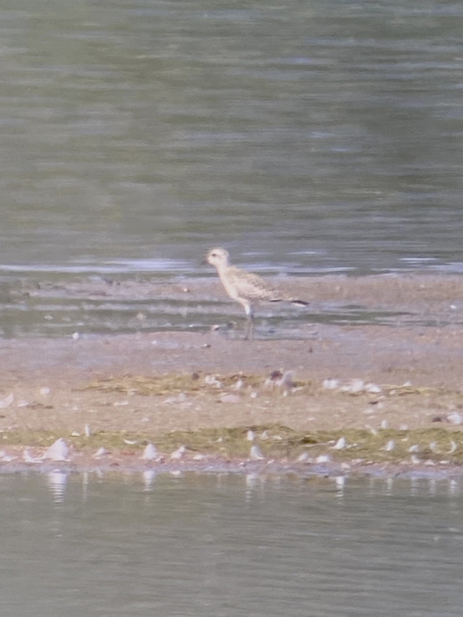 American Golden-Plover - ML366559371