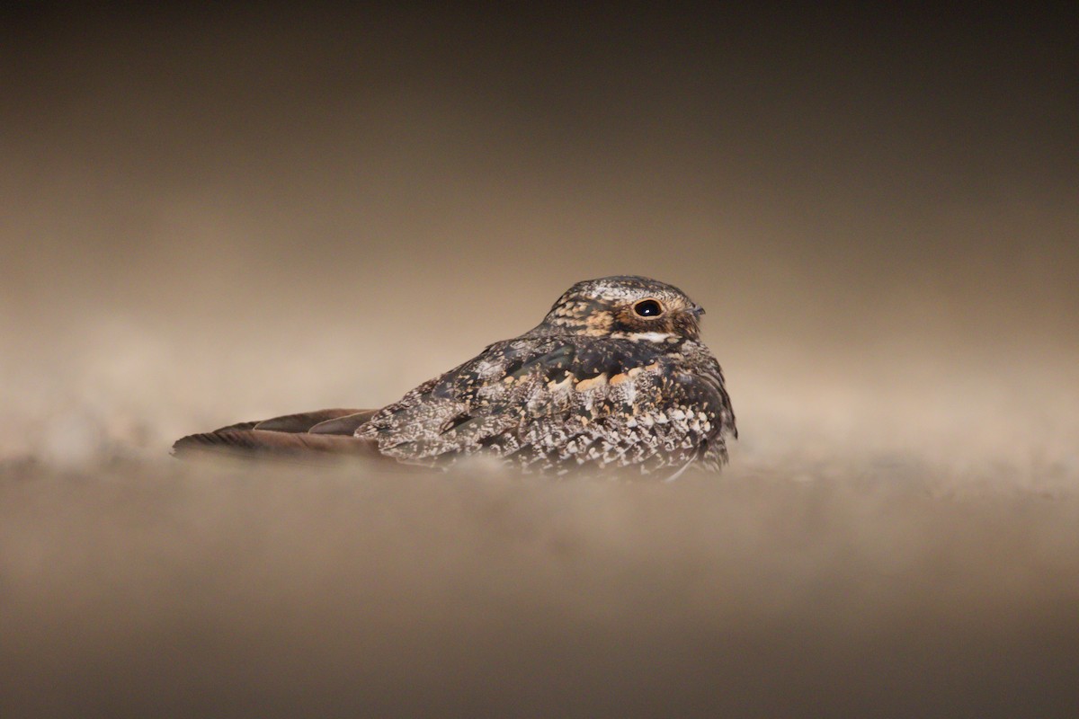 Common Nighthawk - ML366559381