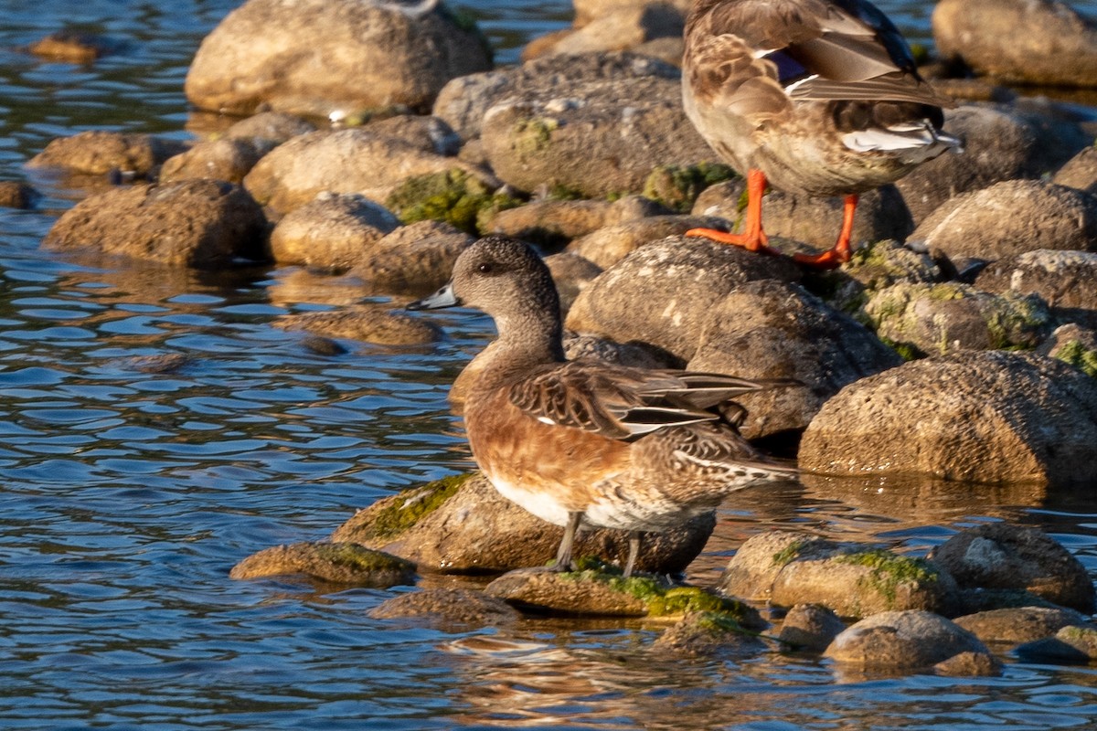 American Wigeon - ML366559821