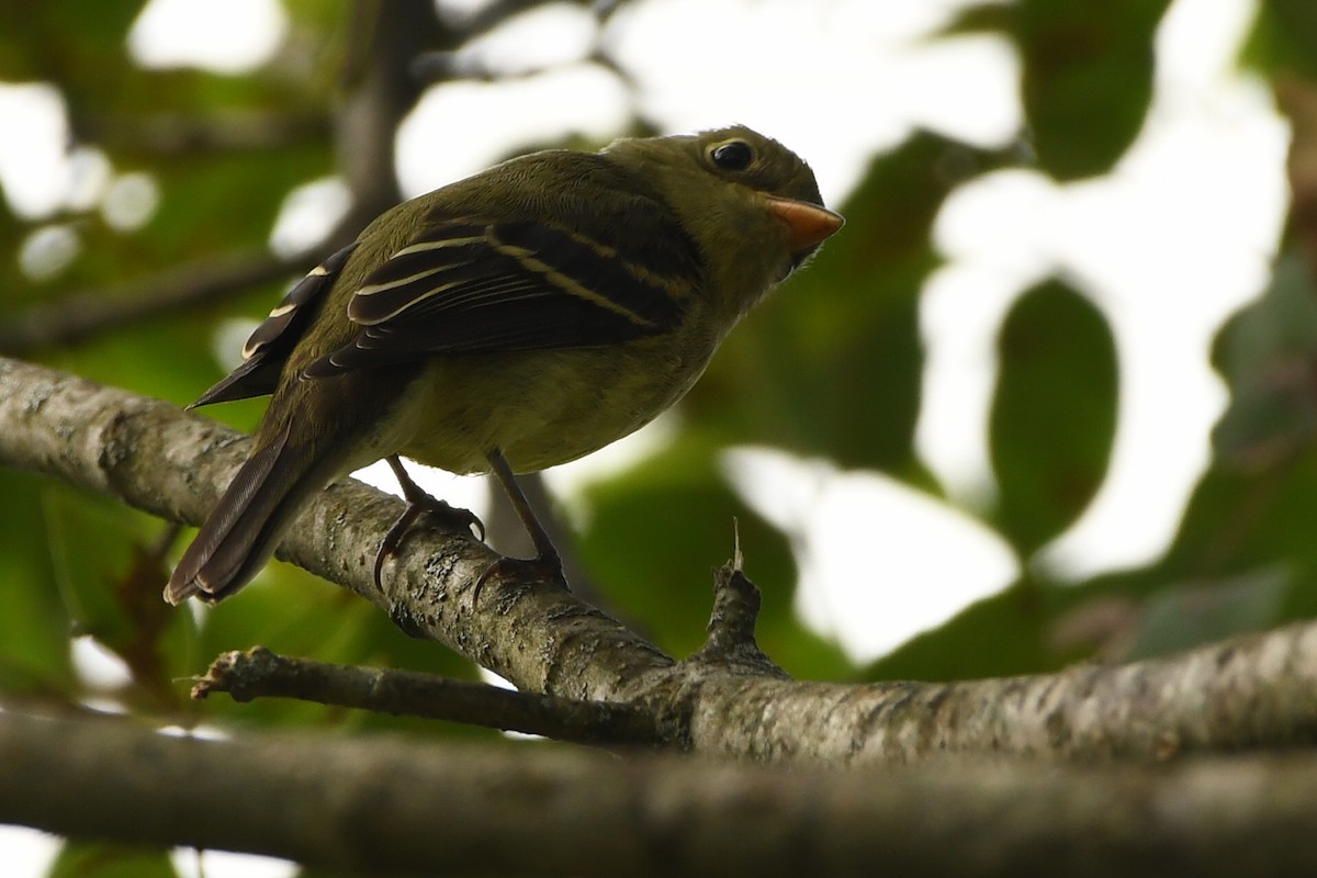 Yellow-bellied Flycatcher - Manny Salas