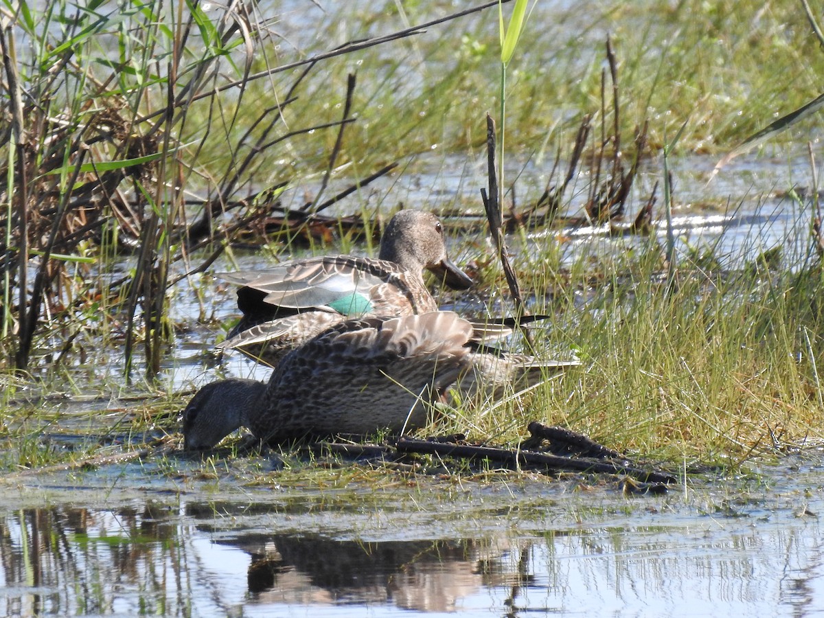 Green-winged Teal - ML366562021