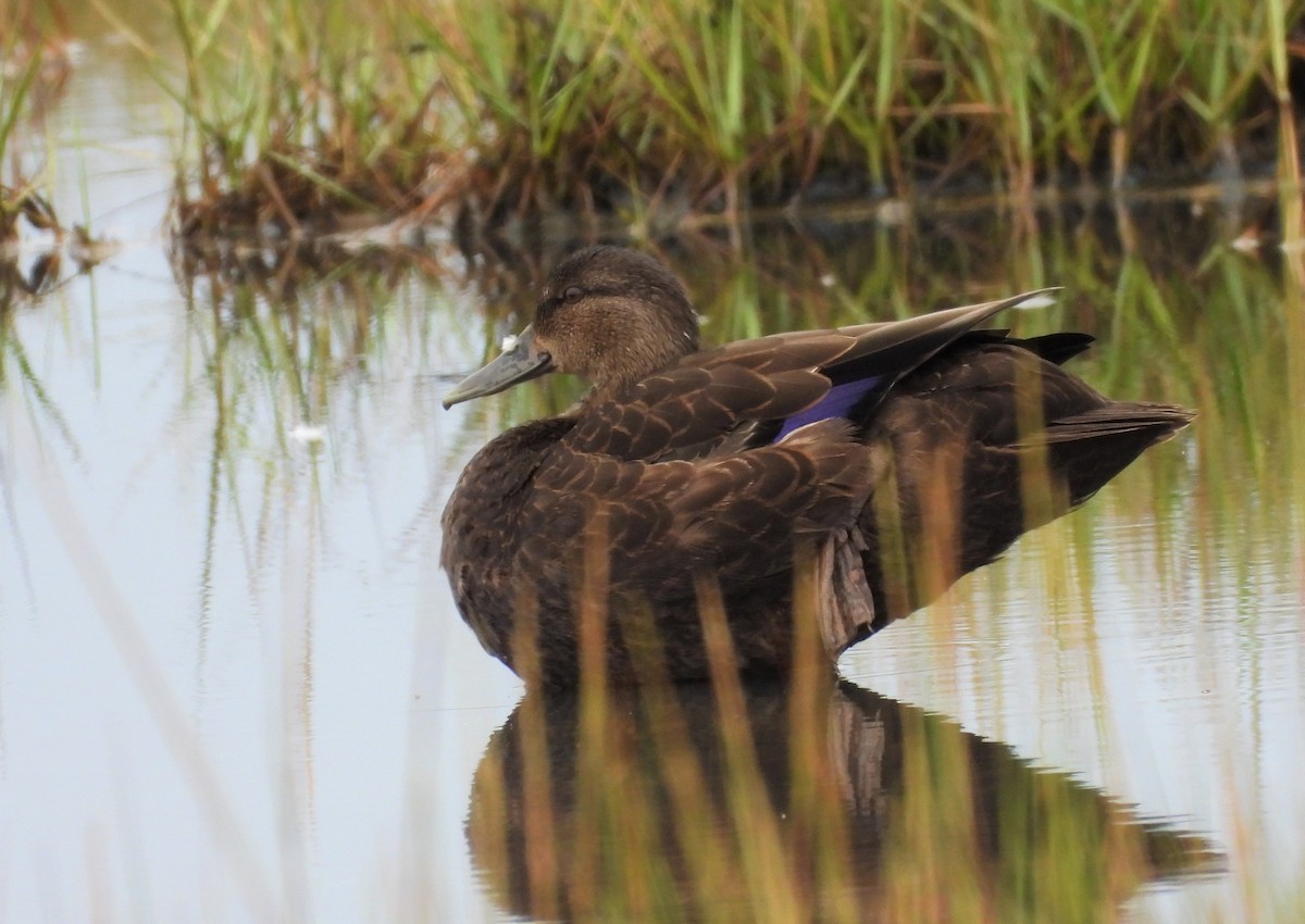 American Black Duck - Palm Warbler