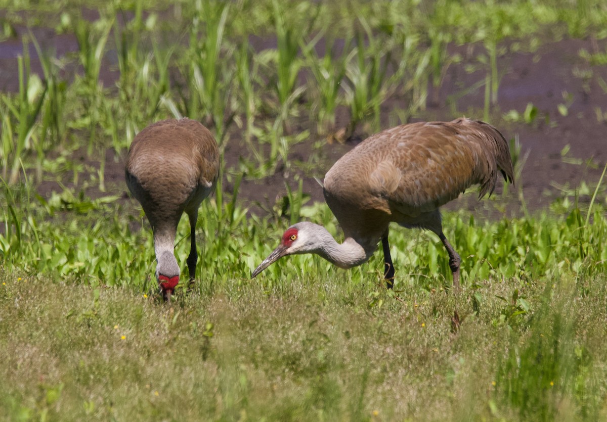 Sandhill Crane - ML366563531