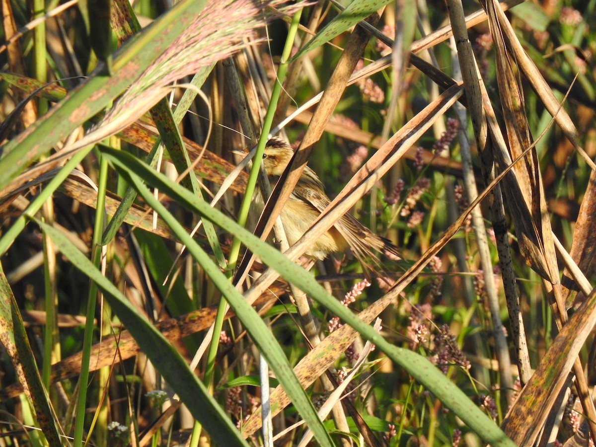 Aquatic Warbler - ML366565071