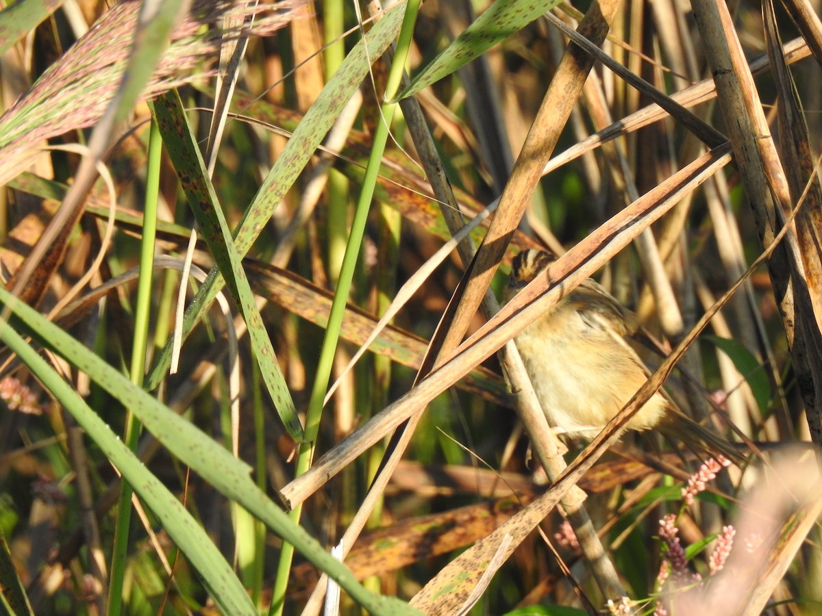 Aquatic Warbler - ML366565091