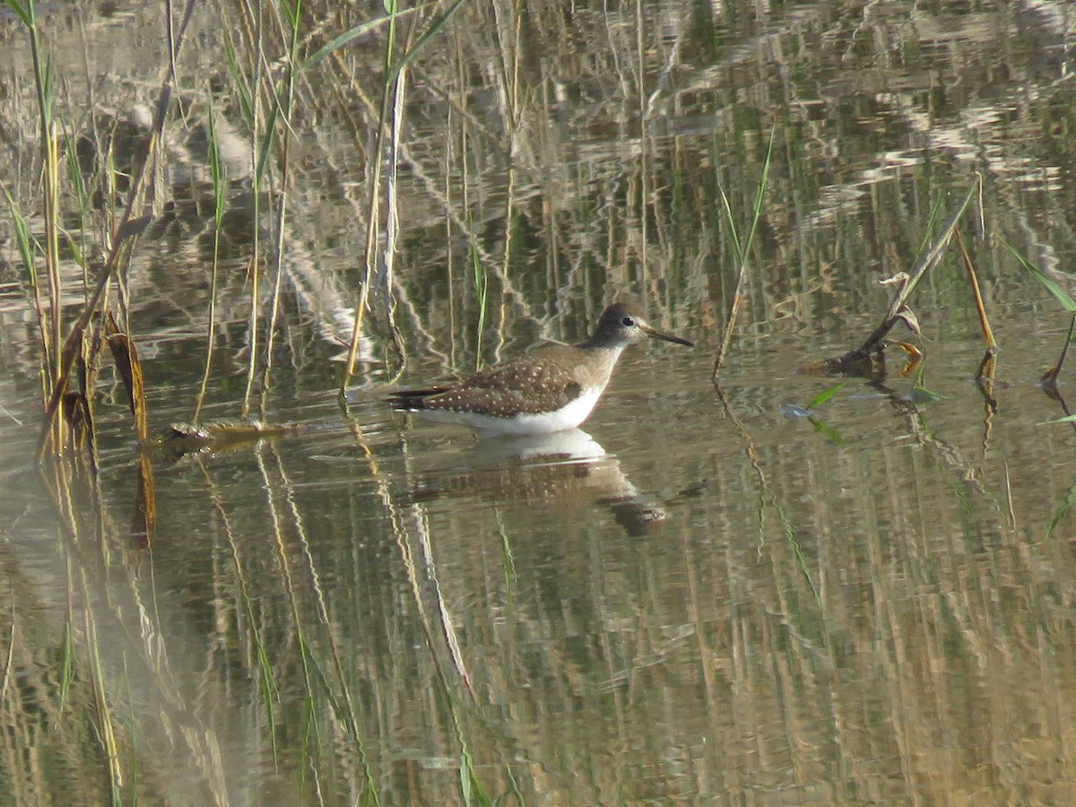 Solitary Sandpiper - Bryant Olsen