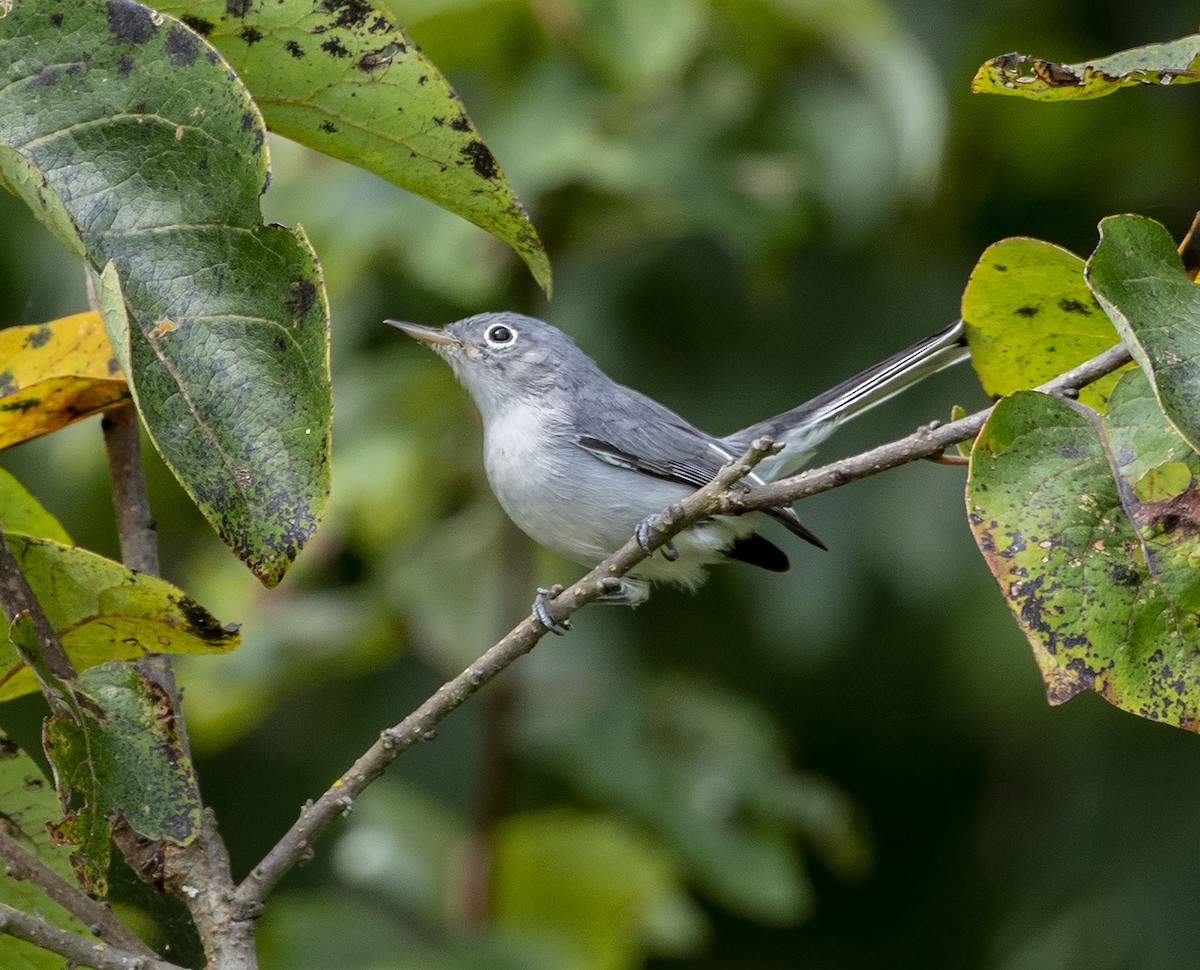 Blue-gray Gnatcatcher - ML366566011