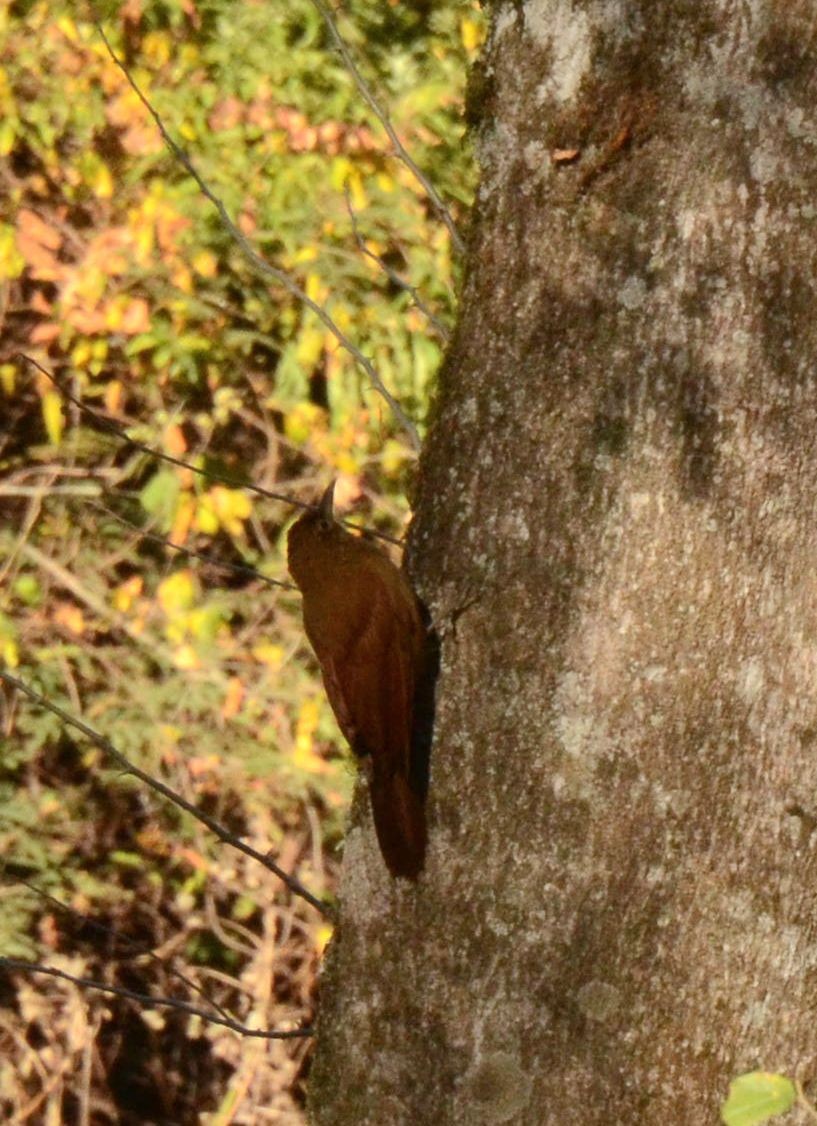 Red-billed Scythebill - ML366566291