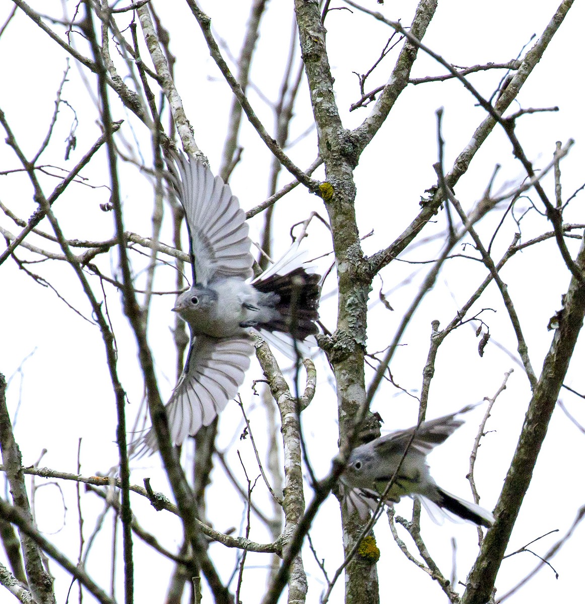 Blue-gray Gnatcatcher - Jason Lott