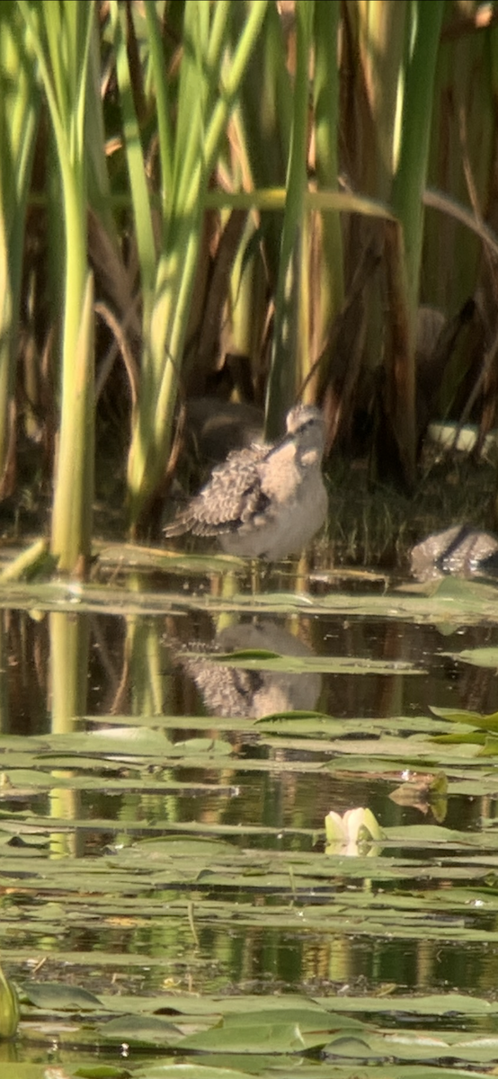 חופית תמירונית - ML366568011