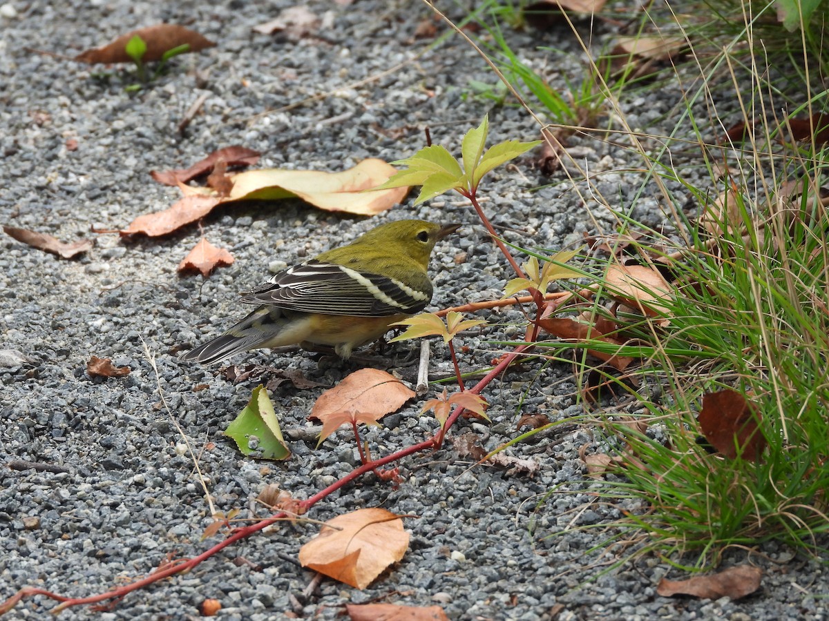 Bay-breasted Warbler - ML366568171