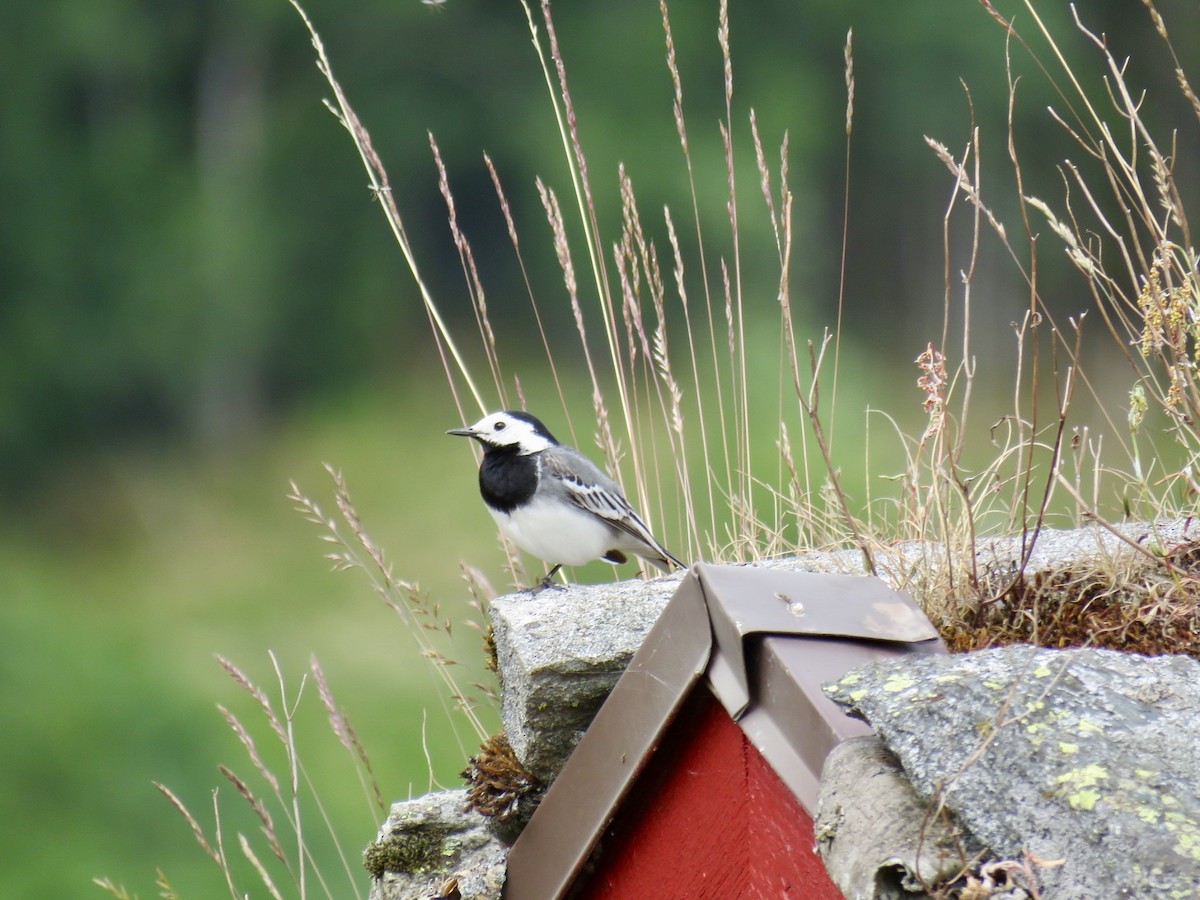 White Wagtail - Lisa Owens