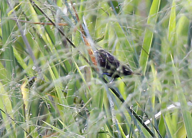 Streak-headed Munia - ML366568681