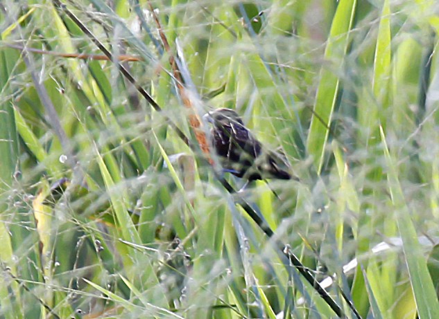 Streak-headed Munia - ML366568711