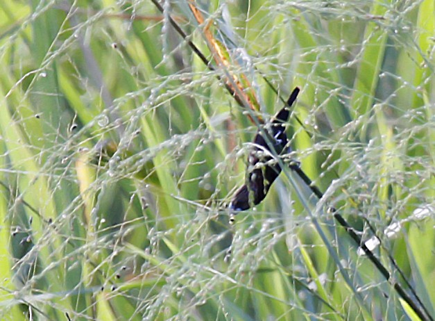 Streak-headed Munia - ML366568721