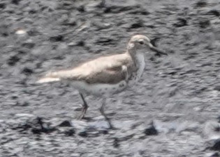 Spotted Sandpiper - Chuck Hignite