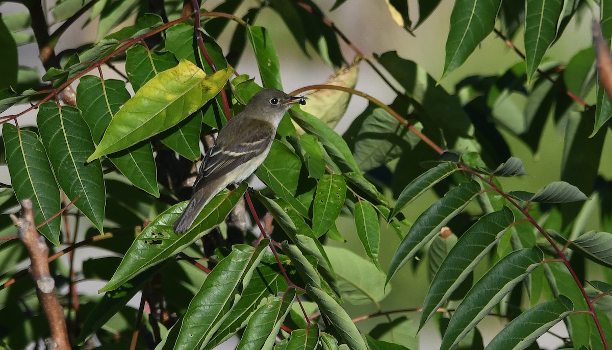 Alder/Willow Flycatcher (Traill's Flycatcher) - ML366569101