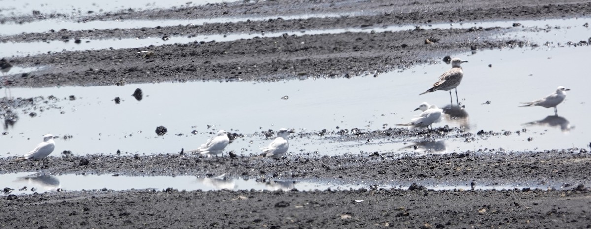 Gull-billed Tern - ML366569221