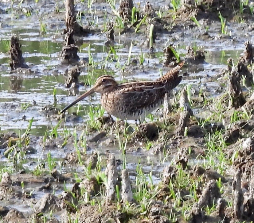 Wilson's Snipe - Jeff Lovinger