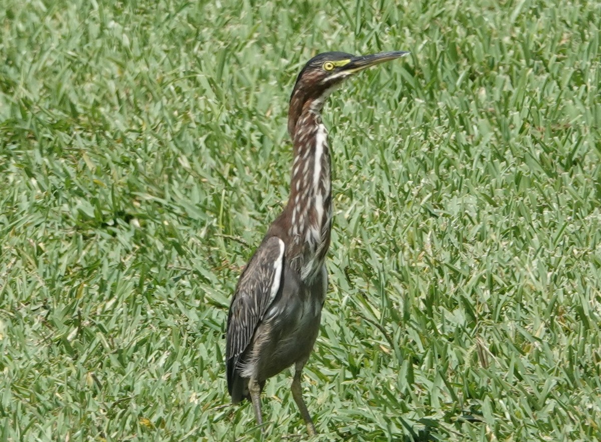 Green Heron - Chuck Hignite