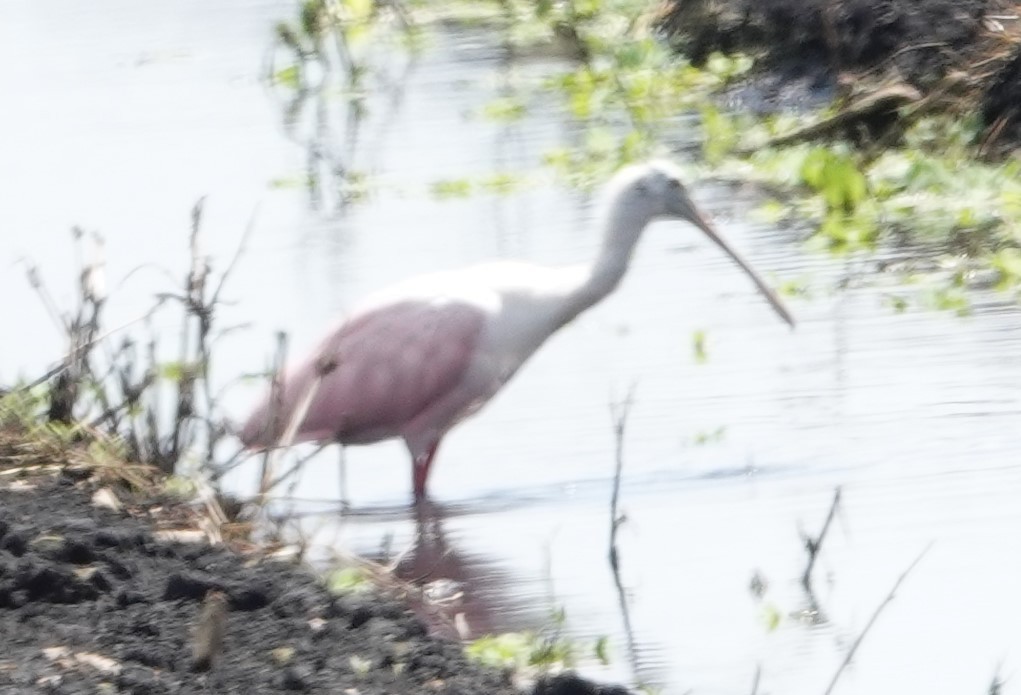 Roseate Spoonbill - ML366569551