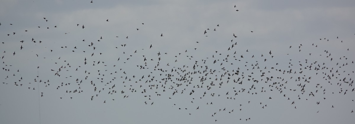 Bobolink - Chuck Hignite