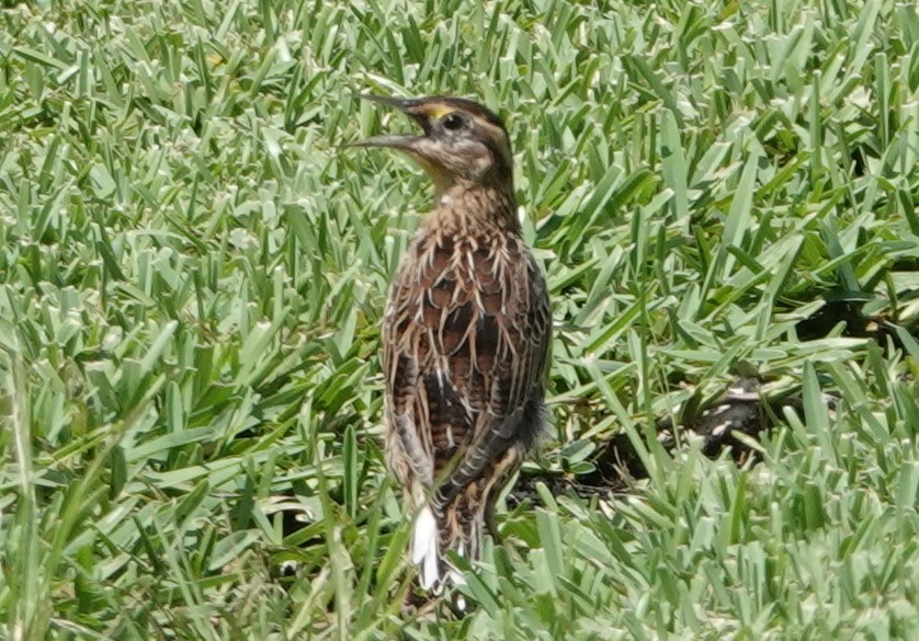 Eastern Meadowlark - ML366570141