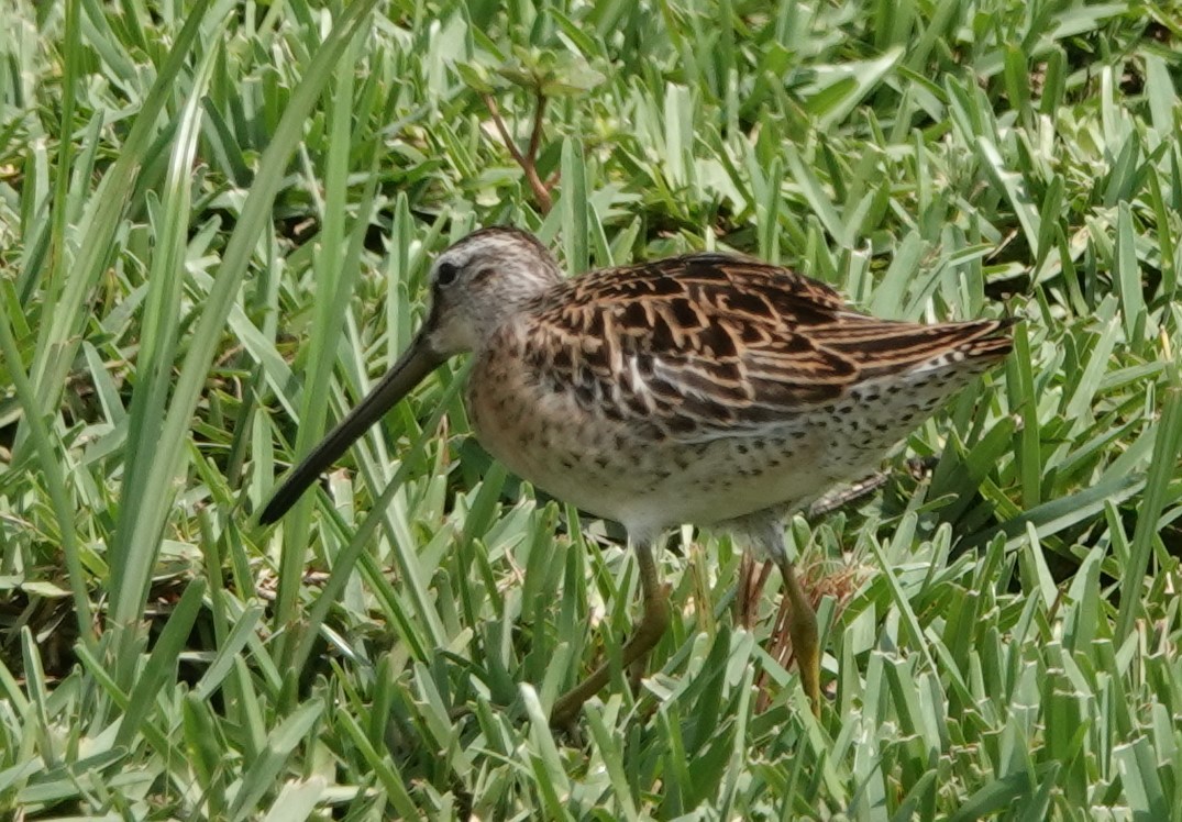 Long-billed Dowitcher - Chuck Hignite