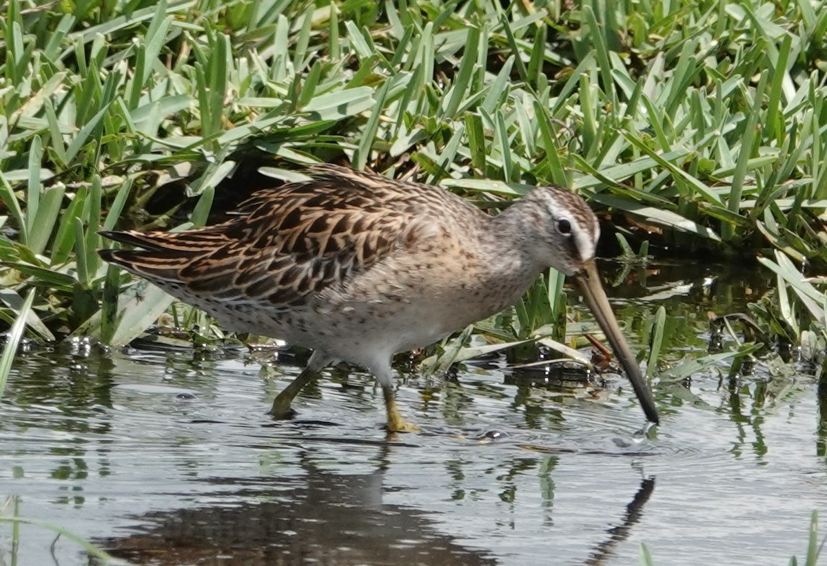 Long-billed Dowitcher - Chuck Hignite