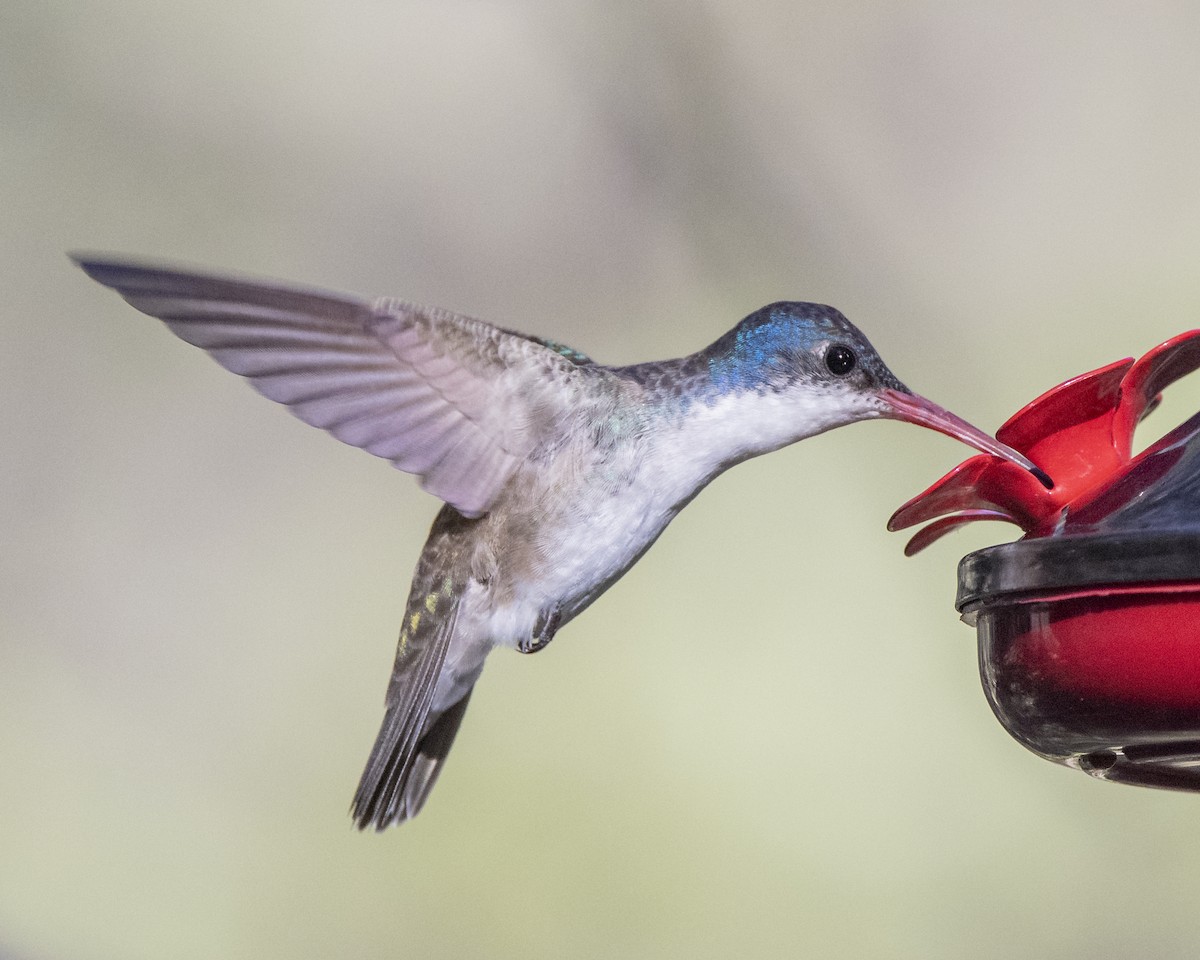 Violet-crowned Hummingbird - Fernando Ortega