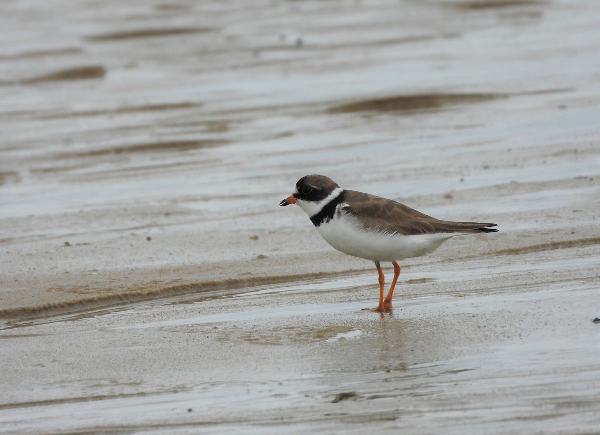 Semipalmated Plover - ML366573641