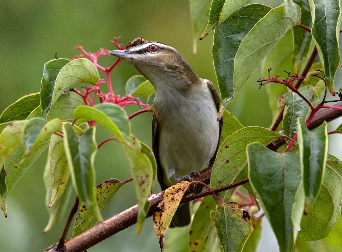 Kızıl Gözlü Vireo - ML366574321