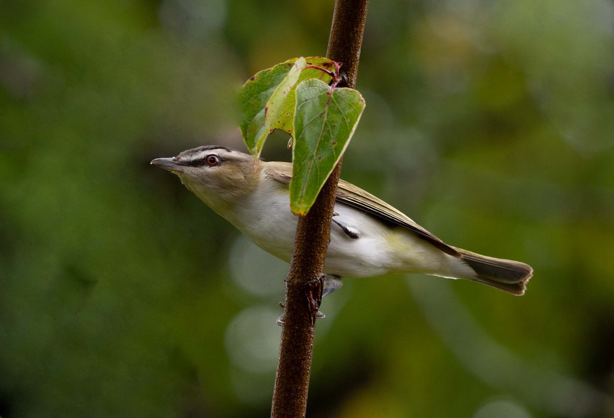 Kızıl Gözlü Vireo - ML366574381