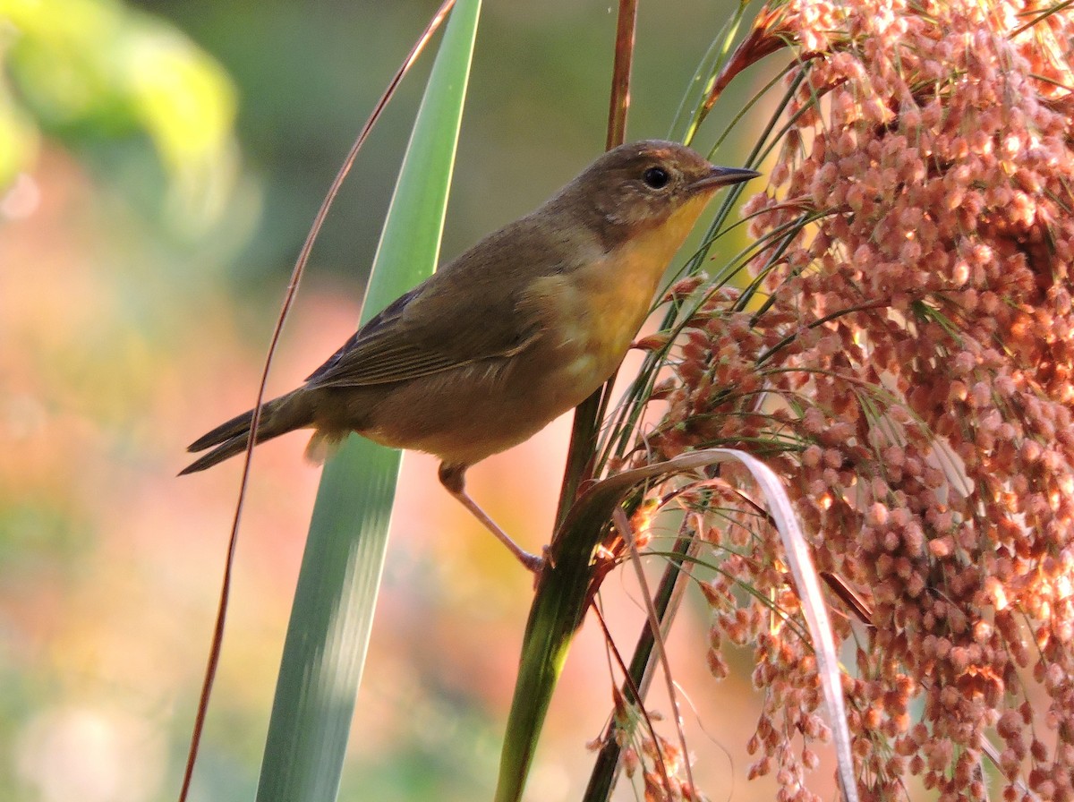 Common Yellowthroat - ML36657461