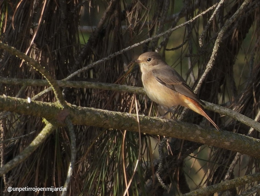 Common Redstart - ML366574981