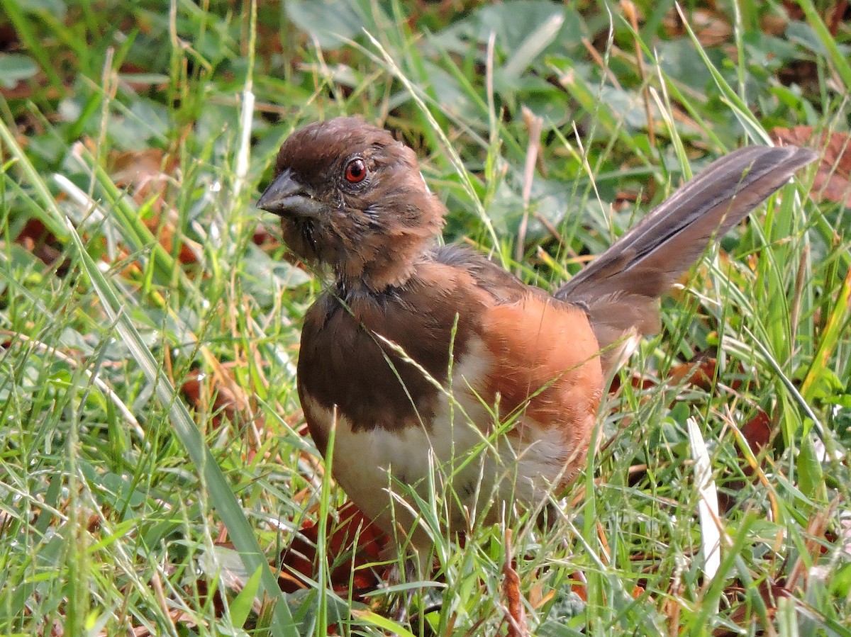 Eastern Towhee - ML36657521