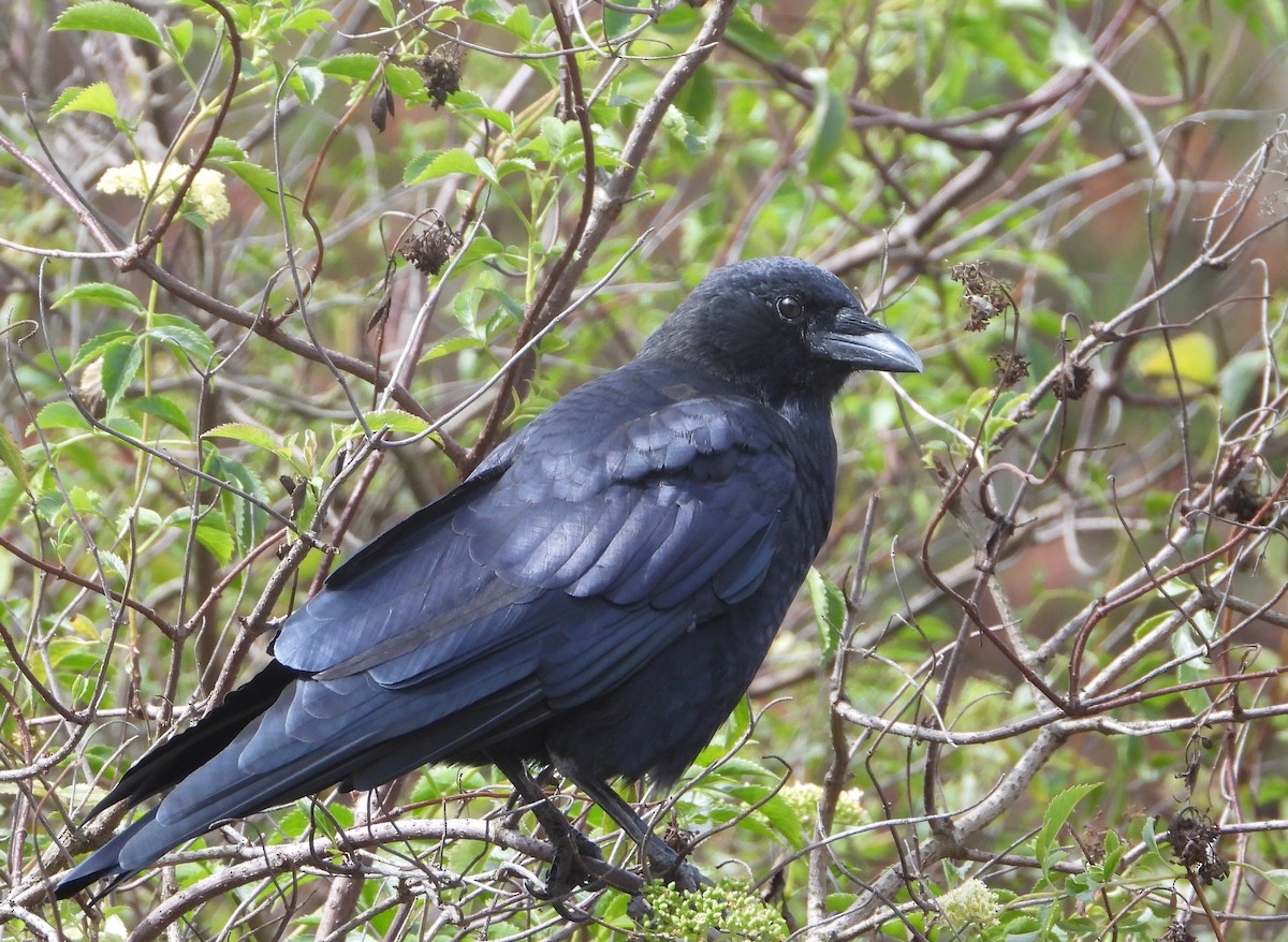 American Crow - ML366575981