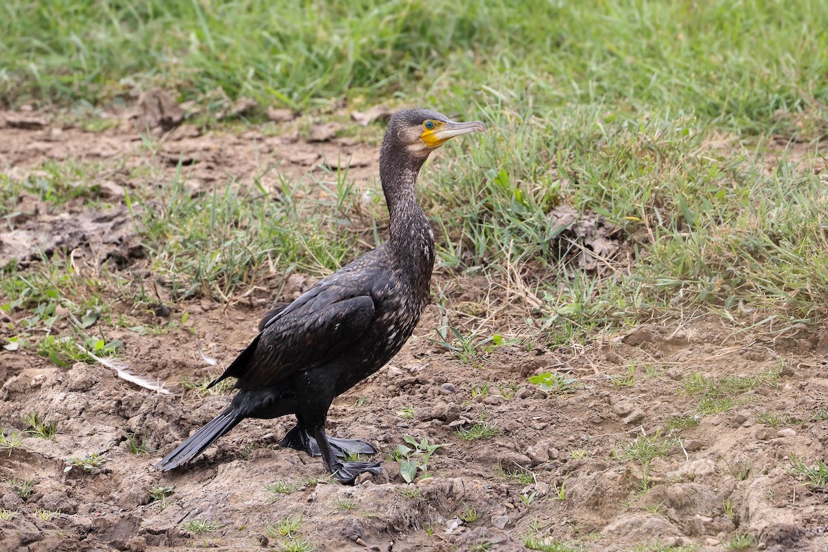 Great Cormorant - ML366577001