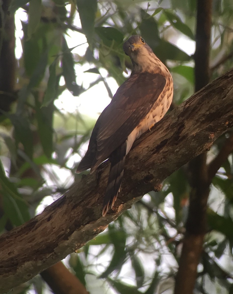 Malaysian Hawk-Cuckoo - ML36657751