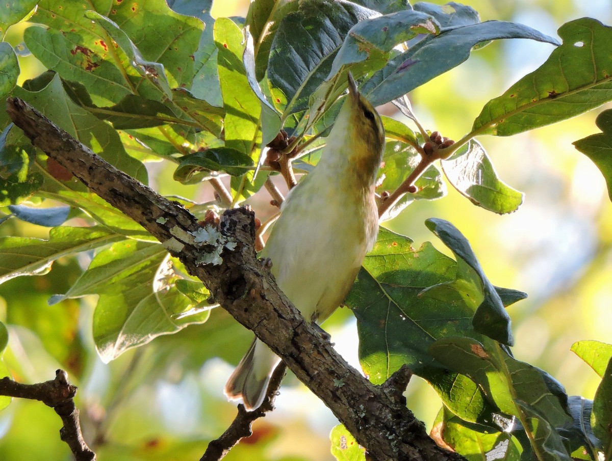 Tennessee Warbler - S. K.  Jones