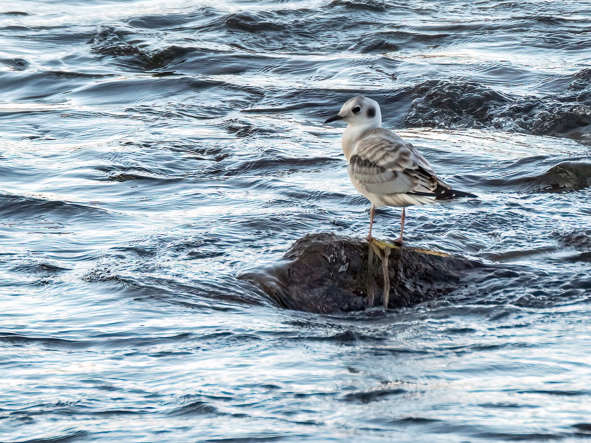 Bonaparte's Gull - Danielle  A