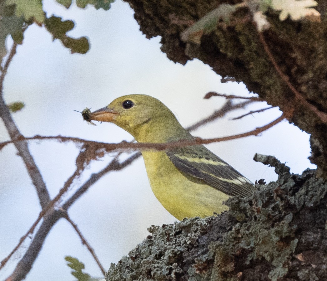 Western Tanager - Joe Kaplan