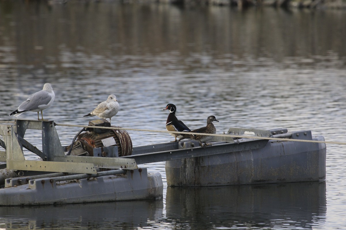 Wood Duck - ML36658221