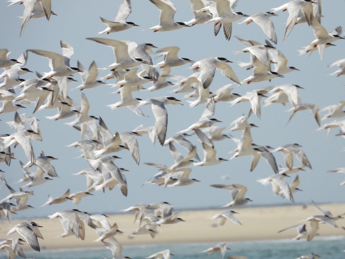 Common Tern - ML366582671