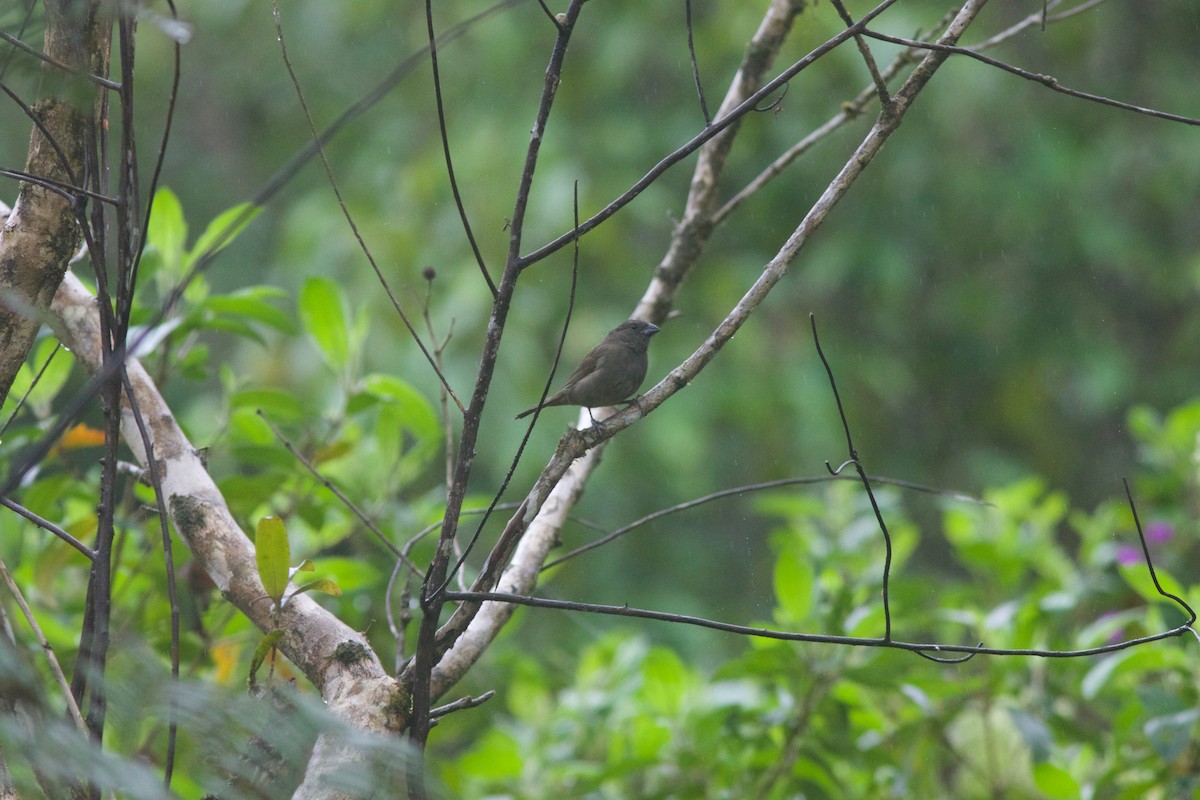 Sooty Grassquit - Gabriel Leite