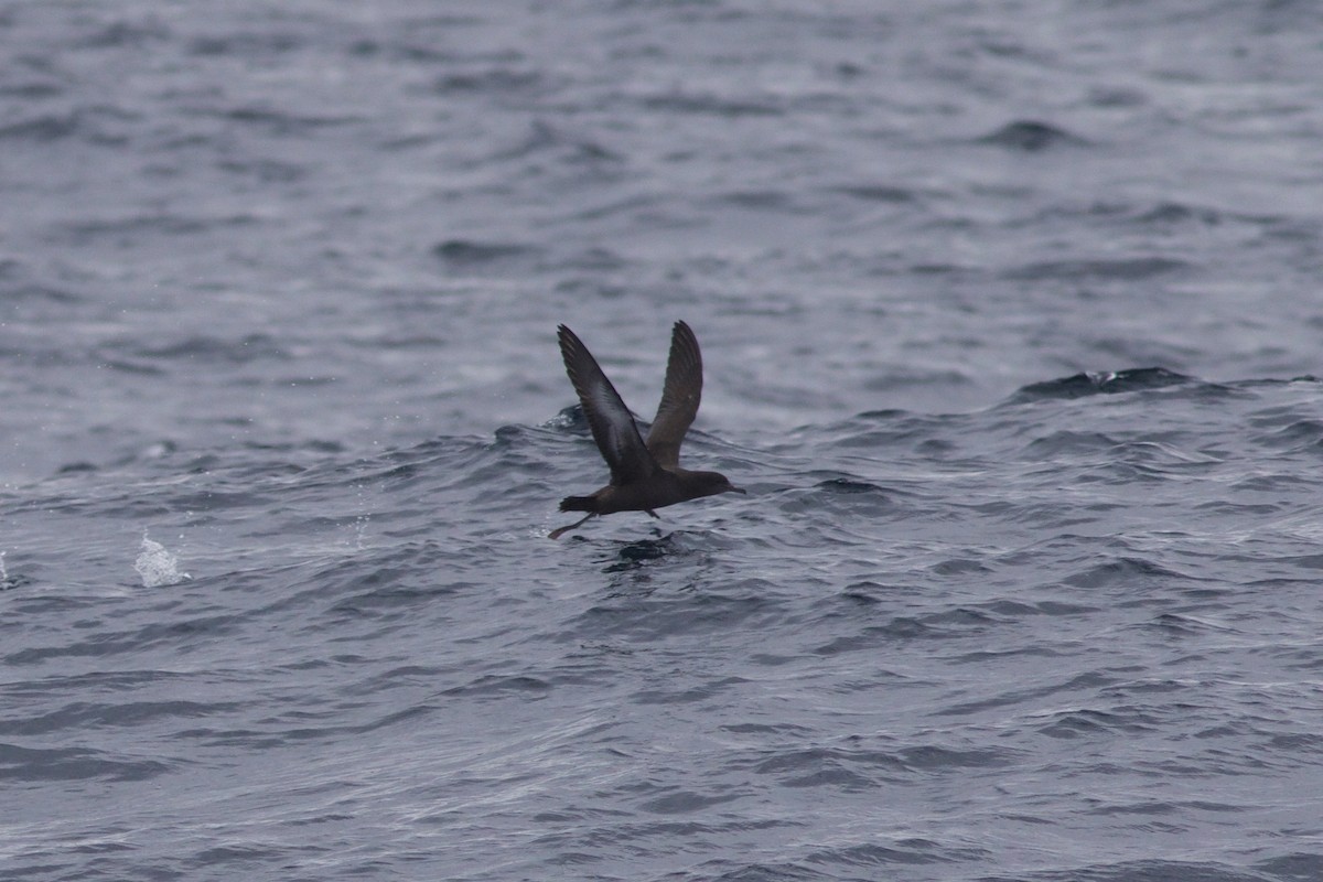 Sooty Shearwater - ML366586081