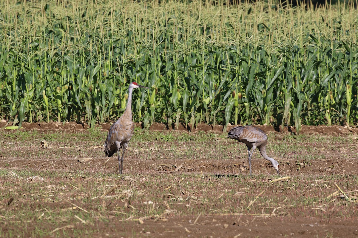 Sandhill Crane - John Lorenc