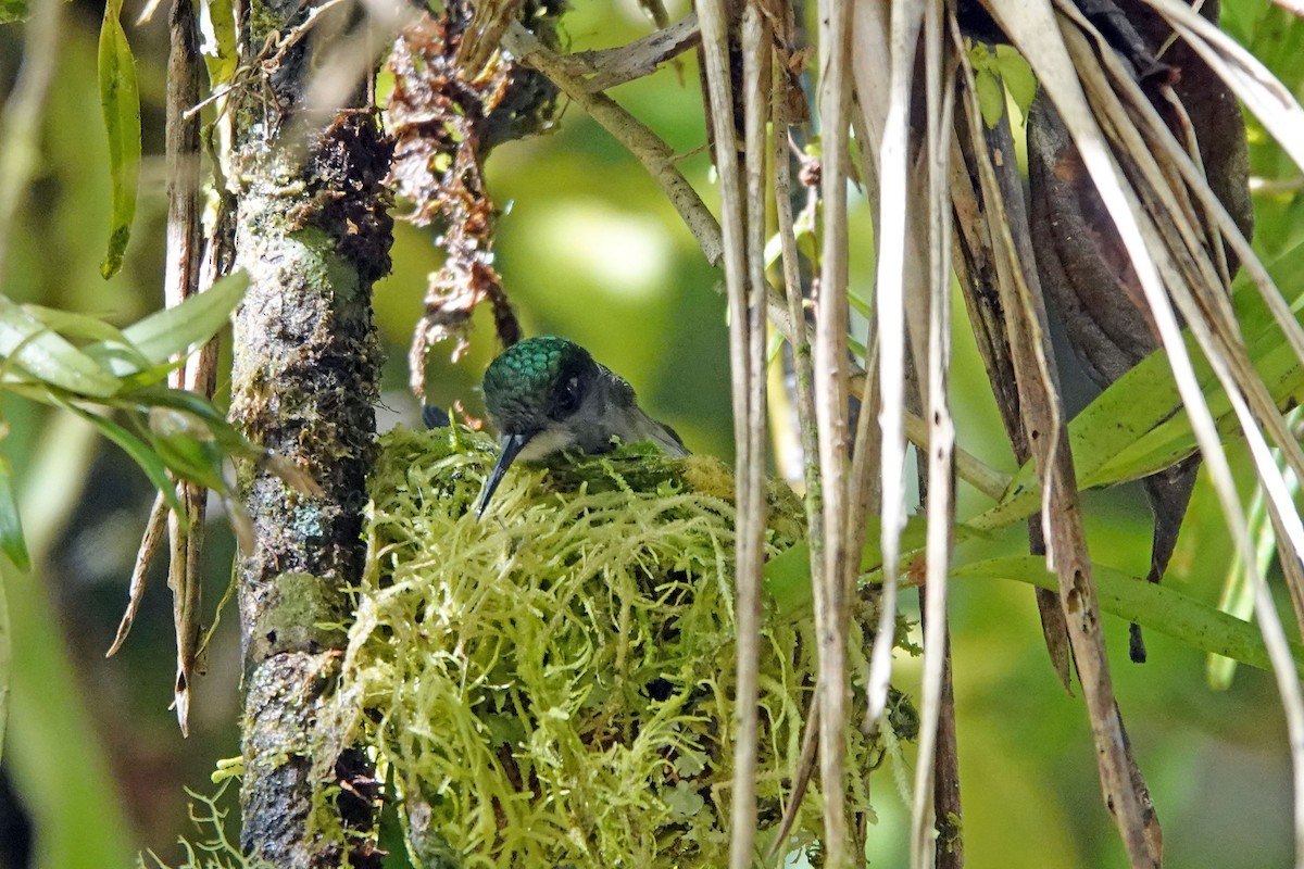 Black-bellied Hummingbird - ML366587441